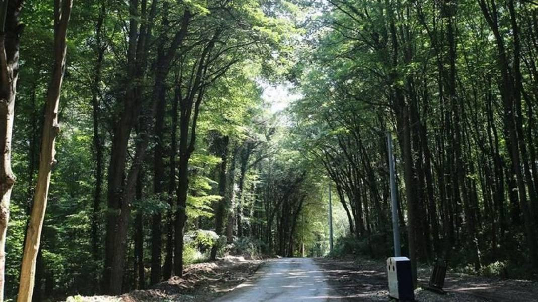 Tam 27 ilde resmen yasaklandı! Ormanlara giremeyeceksiniz - Resim: 7